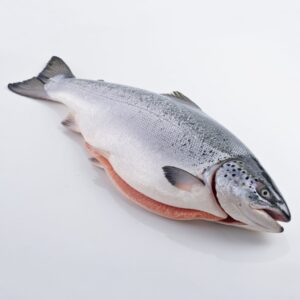 Atlantic Salmon