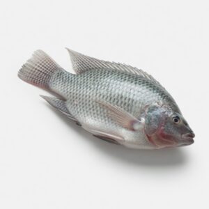 Tilapia