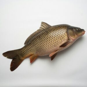 Carp