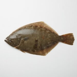 Fluke