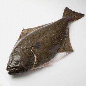 Halibut