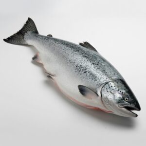 King Salmon