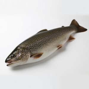 Lake Trout